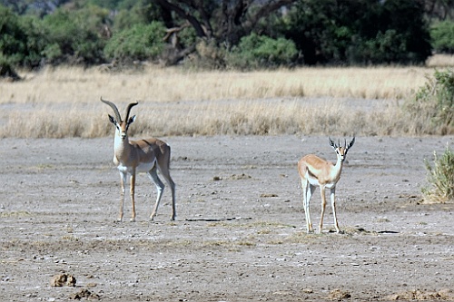 Kenia (128)